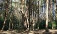 A low angle shot of some of the trees in the nature reserve.