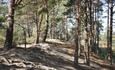 A path through the trees along the top of the ridge of St Catherines.
