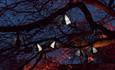 abstract scenery image at night of trees which is called Katy Hinde’s Chirp & Drift