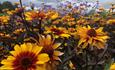 close up of some yellow flowers in bloom