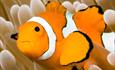 Oceanarium Bournemouth Clownfish