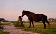 Pony and foal on Stanpit Marsh.