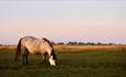 White and grey pony on Stanpit Marsh.